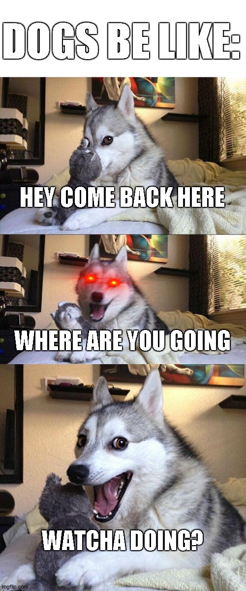 my neighbour's dog doesn't ite me...but this..... | DOGS BE LIKE:; HEY COME BACK HERE; WHERE ARE YOU GOING; WATCHA DOING? | image tagged in memes,bad pun dog | made w/ Imgflip meme maker