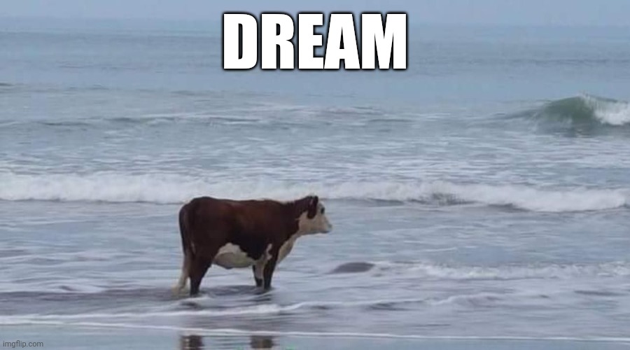 dreaming | DREAM | image tagged in pointless | made w/ Imgflip meme maker