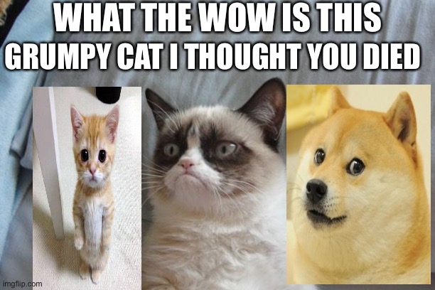 What the #### | WHAT THE WOW IS THIS; GRUMPY CAT I THOUGHT YOU DIED | image tagged in memes,grumpy cat bed,grumpy cat | made w/ Imgflip meme maker