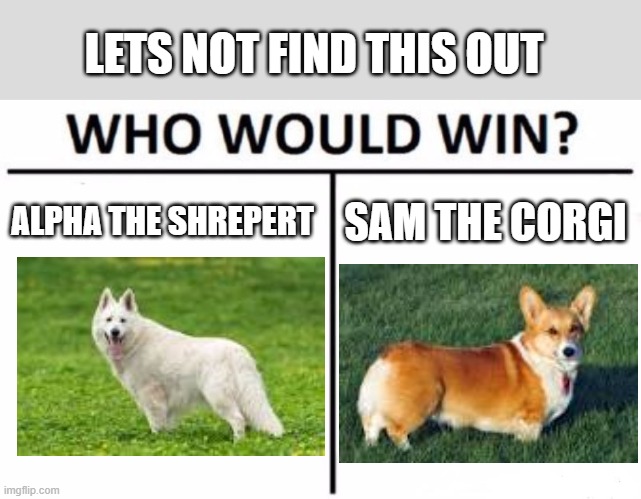 angry dog fight meme | LETS NOT FIND THIS OUT; ALPHA THE SHREPERT; SAM THE CORGI | image tagged in memes,who would win | made w/ Imgflip meme maker