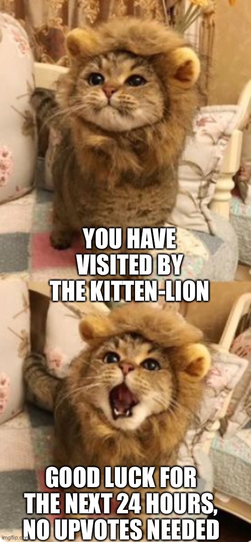 The kitten-lion blesses you with good luck for the next 24 hours. | YOU HAVE VISITED BY THE KITTEN-LION; GOOD LUCK FOR THE NEXT 24 HOURS, NO UPVOTES NEEDED | image tagged in good luck,no upvotes needed,kittens,lions,cute,isaac_laugh | made w/ Imgflip meme maker