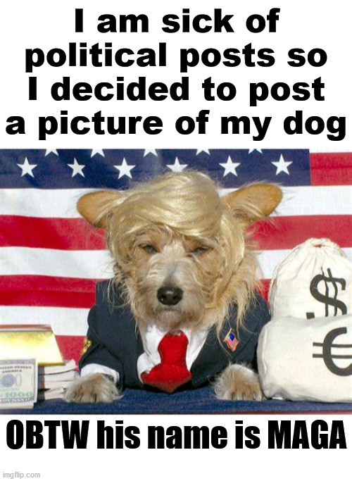I am sick of political posts so I decided to post a picture of my dog; OBTW his name is MAGA | image tagged in blank white template | made w/ Imgflip meme maker