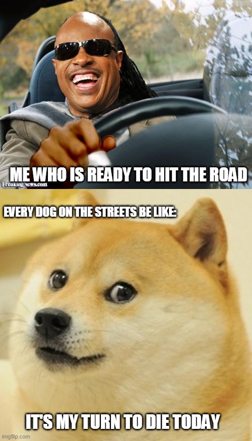 drives | ME WHO IS READY TO HIT THE ROAD; EVERY DOG ON THE STREETS BE LIKE:; IT'S MY TURN TO DIE TODAY | image tagged in memes,doge,stevie wonder driving | made w/ Imgflip meme maker
