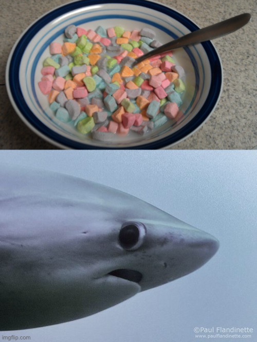 Oops!  All Marshmallows | image tagged in awkward shark,memes,funny,oops all berries,lucky charms | made w/ Imgflip meme maker