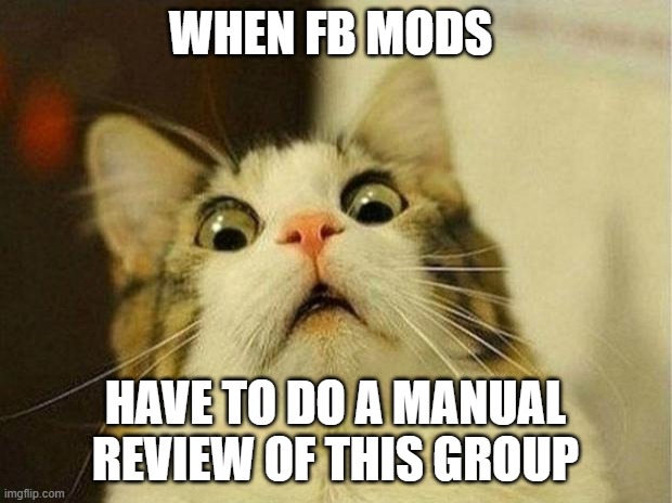 Up for  Review | WHEN FB MODS; HAVE TO DO A MANUAL REVIEW OF THIS GROUP | image tagged in scared cat,mfw,funny,facebook jail,reaction,my face when | made w/ Imgflip meme maker