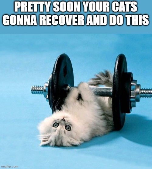 PRETTY SOON YOUR CATS GONNA RECOVER AND DO THIS | image tagged in cats | made w/ Imgflip meme maker