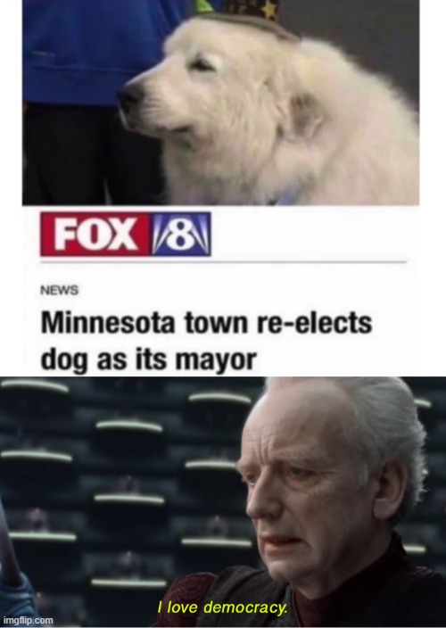 Mayor doggo | image tagged in i love democracy,memes,funny,dogs,mayor | made w/ Imgflip meme maker
