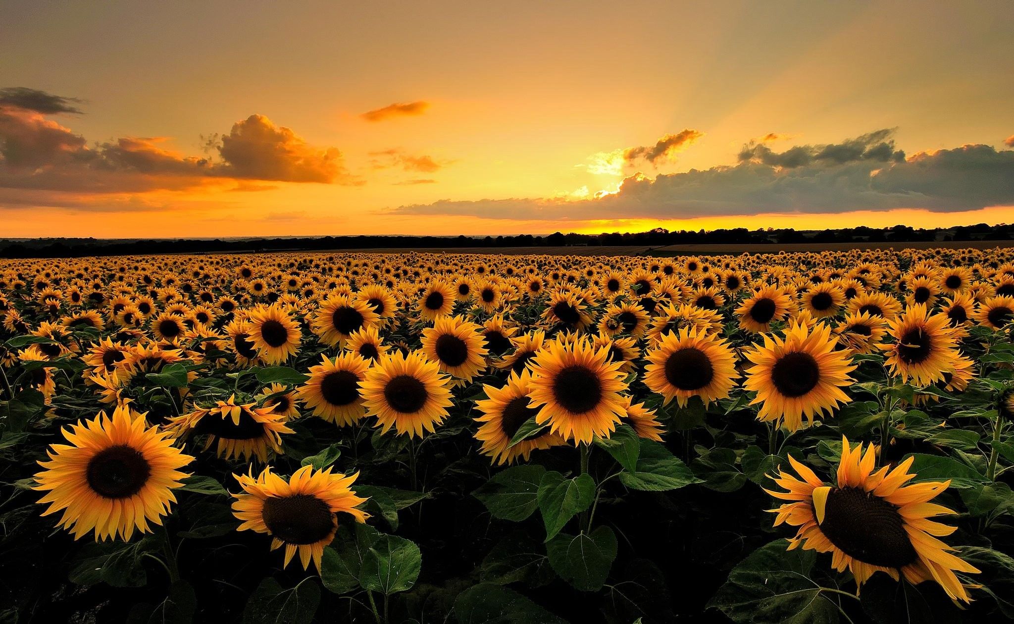Field of Sunflowers Blank Meme Template