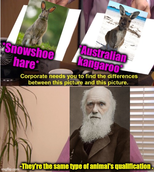 -Evolution theory is on the air this evening. | *Australian kangaroo*; *Snowshoe hare*; -They're the same type of animal's qualification . | image tagged in memes,they're the same picture,charles darwin,evolution,meanwhile in australia,track and field | made w/ Imgflip meme maker