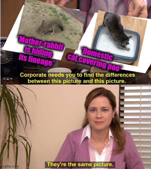 -Animals planet on CD. | *Mother-rabbit is hiding its lineage*; *Domestic cat covering poo* | image tagged in memes,they're the same picture,business cat,pooping,roger rabbit,funny animals | made w/ Imgflip meme maker