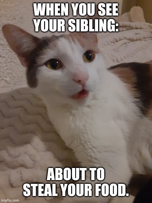 Catfood | WHEN YOU SEE YOUR SIBLING:; ABOUT TO STEAL YOUR FOOD. | image tagged in siblings,food | made w/ Imgflip meme maker