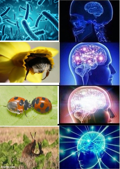 -Collage from types of living great this summer. | image tagged in memes,expanding brain,bacteria,beautiful vintage flowers,insects,animal rights | made w/ Imgflip meme maker