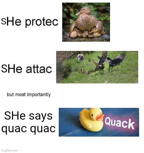 He protec he attac but most importantly | S; S; SHe says quac quac | image tagged in he protec he attac but most importantly | made w/ Imgflip meme maker