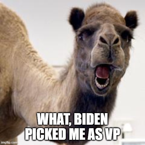 Camel | WHAT, BIDEN PICKED ME AS VP | image tagged in camel | made w/ Imgflip meme maker