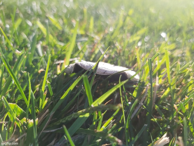 like a fairy world.... *heart-star eyes* | made w/ Imgflip meme maker