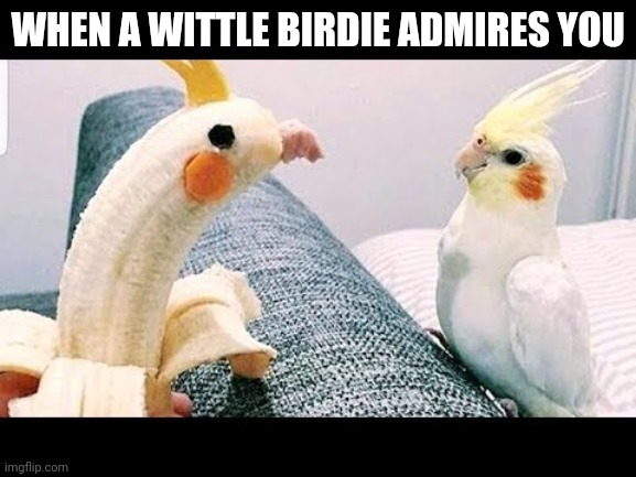 Funny birds |  WHEN A WITTLE BIRDIE ADMIRES YOU | image tagged in funny,birdie | made w/ Imgflip meme maker