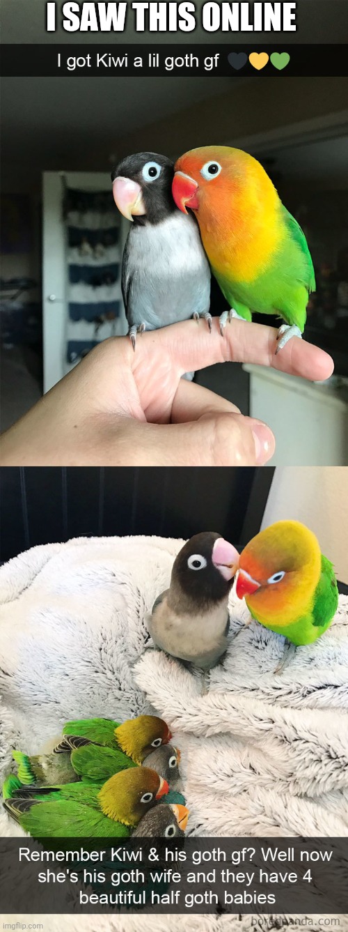 Birdies |  I SAW THIS ONLINE | image tagged in funny,birds | made w/ Imgflip meme maker