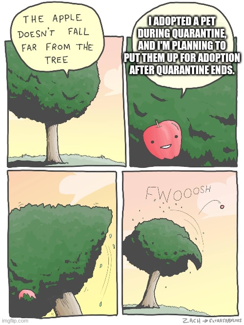 The Apple Doesn’t Fall Far From the Tree | I ADOPTED A PET DURING QUARANTINE, AND I'M PLANNING TO PUT THEM UP FOR ADOPTION AFTER QUARANTINE ENDS. | image tagged in the apple doesn t fall far from the tree | made w/ Imgflip meme maker
