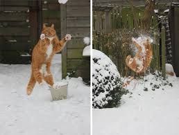 Cat catching snow Blank Meme Template