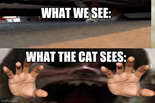 What the cat sees | WHAT WE SEE:; WHAT THE CAT SEES: | image tagged in funny | made w/ Imgflip meme maker
