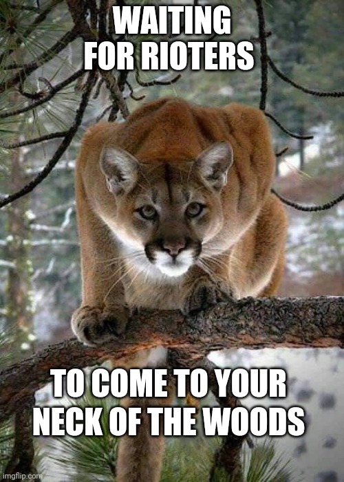 Cougar | WAITING FOR RIOTERS; TO COME TO YOUR; NECK OF THE WOODS | image tagged in cougar | made w/ Imgflip meme maker