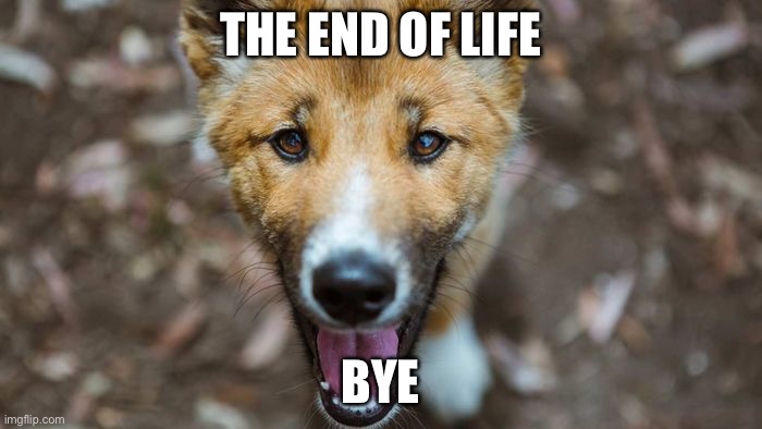 When dingoes fall from the sky | THE END OF LIFE; BYE | image tagged in dingo,funny,stupid | made w/ Imgflip meme maker