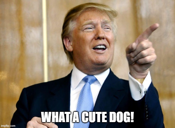 Donald Trump Pointing | WHAT A CUTE DOG! | image tagged in donald trump pointing | made w/ Imgflip meme maker