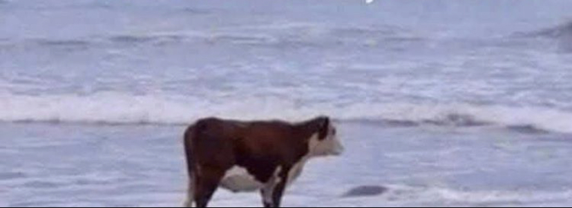 Cow Blank Meme Template