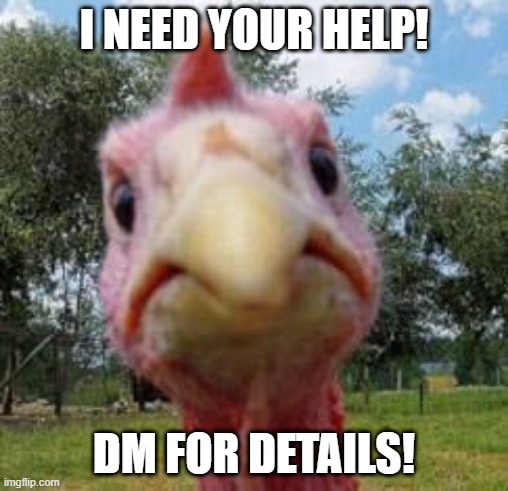 turkey | I NEED YOUR HELP! DM FOR DETAILS! | image tagged in turkey | made w/ Imgflip meme maker