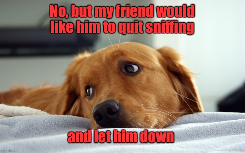 sad golden retriever dog | No, but my friend would like him to quit sniffing and let him down | image tagged in sad golden retriever dog | made w/ Imgflip meme maker