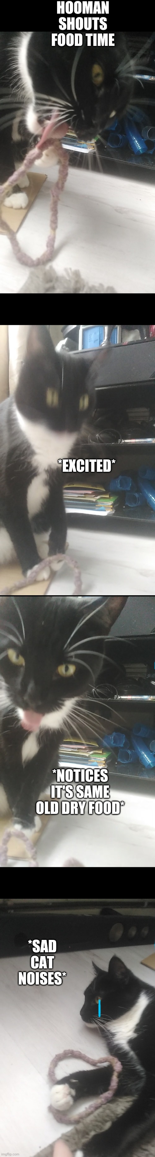 The sad life of cat | HOOMAN SHOUTS FOOD TIME; *EXCITED*; *NOTICES IT'S SAME OLD DRY FOOD*; *SAD CAT NOISES* | image tagged in cat,lol so funny,memes,lol | made w/ Imgflip meme maker
