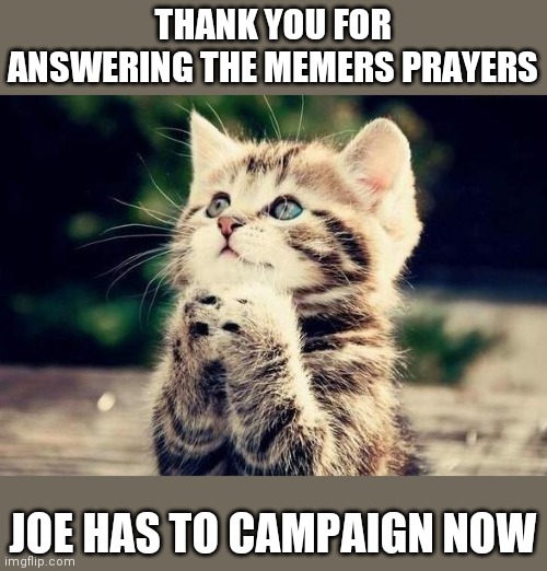 Cat Begging | THANK YOU FOR ANSWERING THE MEMERS PRAYERS; JOE HAS TO CAMPAIGN NOW | image tagged in cat begging | made w/ Imgflip meme maker