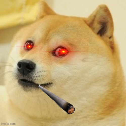 The cool doggo | image tagged in memes,doge | made w/ Imgflip meme maker