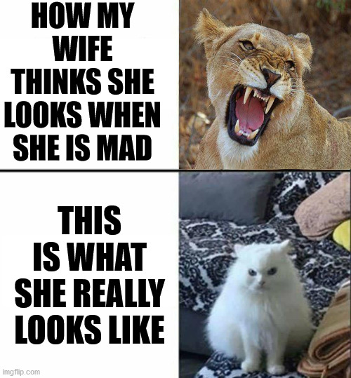 She is still frightening |  HOW MY WIFE THINKS SHE LOOKS WHEN SHE IS MAD; THIS IS WHAT SHE REALLY LOOKS LIKE | image tagged in angry wife,death stare,roar | made w/ Imgflip meme maker