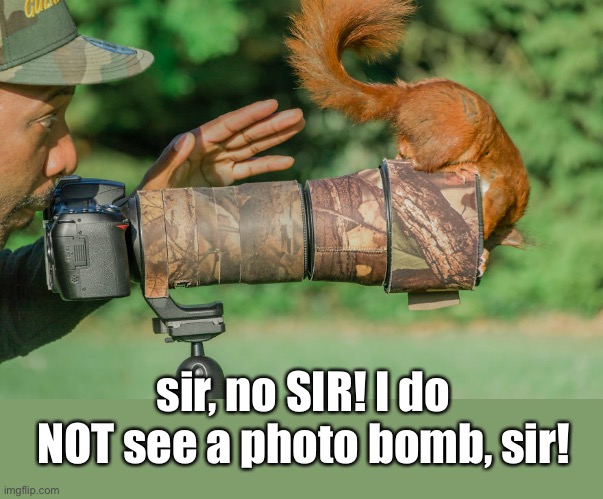 Status Report | sir, no SIR! I do NOT see a photo bomb, sir! | image tagged in funny memes,squirrel,photo bomb | made w/ Imgflip meme maker