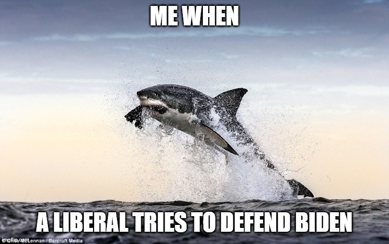 No more safe space for you little seal. | ME WHEN; A LIBERAL TRIES TO DEFEND BIDEN | image tagged in politics,funny memes,great white shark,liberals vs conservatives,joe biden | made w/ Imgflip meme maker