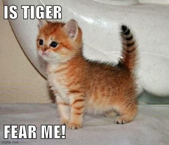 tiger kitten | image tagged in tiger,kitten | made w/ Imgflip meme maker