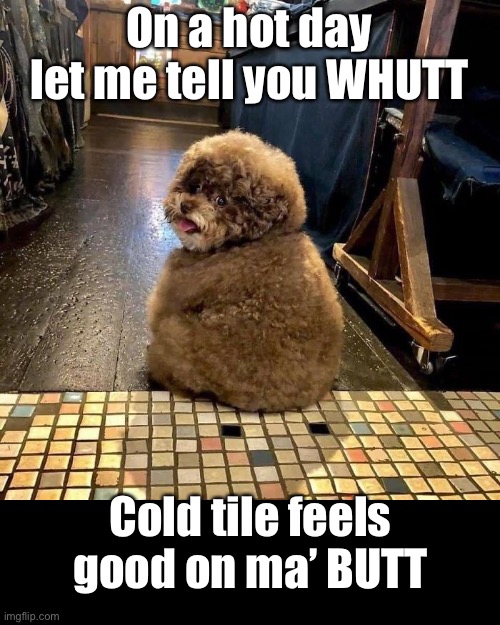Cool Cutie Bootie | On a hot day let me tell you WHUTT; Cold tile feels good on ma’ BUTT | image tagged in funny memes,dog,butt,hot | made w/ Imgflip meme maker