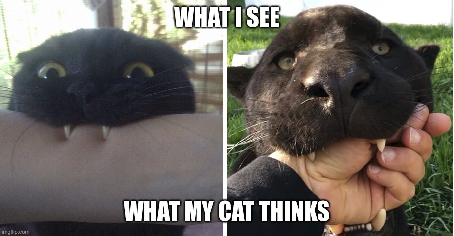 When you learn that your cat is related to tigers and lions | WHAT I SEE; WHAT MY CAT THINKS | image tagged in cats,cat meme,funny,funny cats | made w/ Imgflip meme maker