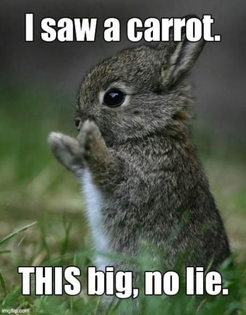 no lie! | image tagged in carrot,bunny,cute | made w/ Imgflip meme maker