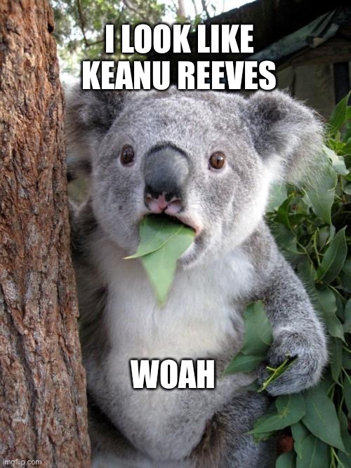 Koala Reeves | I LOOK LIKE KEANU REEVES; WOAH | image tagged in memes,surprised koala,keanu reeves | made w/ Imgflip meme maker