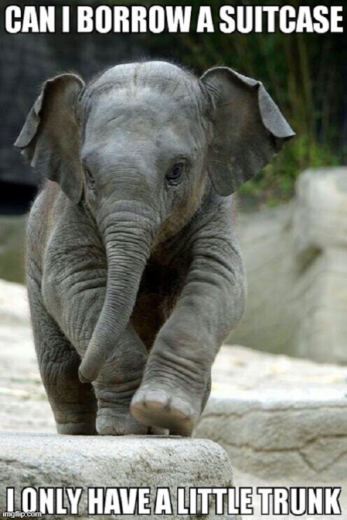 baby elephant | image tagged in baby elephant,trunk | made w/ Imgflip meme maker