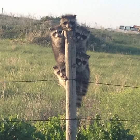 Coon tree Blank Meme Template