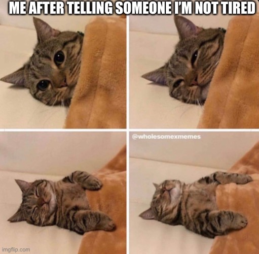 *YAWN* still not tired | ME AFTER TELLING SOMEONE I’M NOT TIRED | image tagged in cats,funny,memes,funny memes,yawn,cat | made w/ Imgflip meme maker