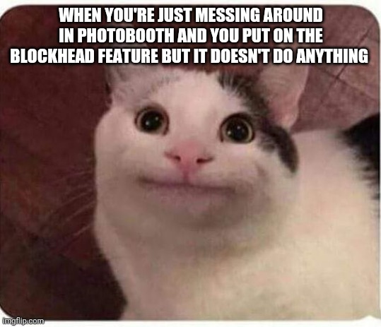 Polite Cat | WHEN YOU'RE JUST MESSING AROUND IN PHOTOBOOTH AND YOU PUT ON THE BLOCKHEAD FEATURE BUT IT DOESN'T DO ANYTHING | image tagged in polite cat | made w/ Imgflip meme maker