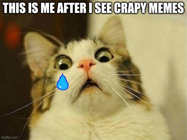 Scared Cat | THIS IS ME AFTER I SEE CRAPY MEMES | image tagged in memes,scared cat | made w/ Imgflip meme maker