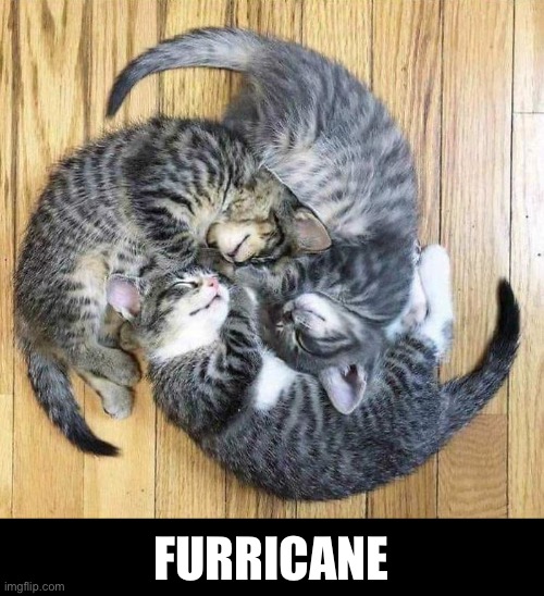 Furricane | FURRICANE | image tagged in funny memes,cats,hurricane | made w/ Imgflip meme maker