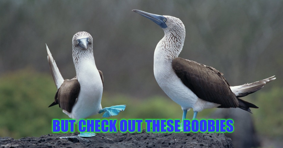 BUT CHECK OUT THESE BOOBIES | made w/ Imgflip meme maker