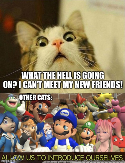 WHAT THE HELL IS GOING ON? I CAN’T MEET MY NEW FRIENDS! OTHER CATS: | image tagged in memes,scared cat,smg4 allow us to introduce ourselves,cats,funny | made w/ Imgflip meme maker
