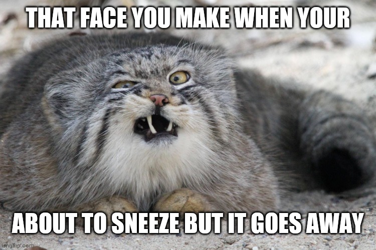 Bruh this just happened to me | THAT FACE YOU MAKE WHEN YOUR; ABOUT TO SNEEZE BUT IT GOES AWAY | image tagged in weird cat with weird face | made w/ Imgflip meme maker